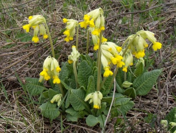 Раннецветущие растения опыляемые насекомыми