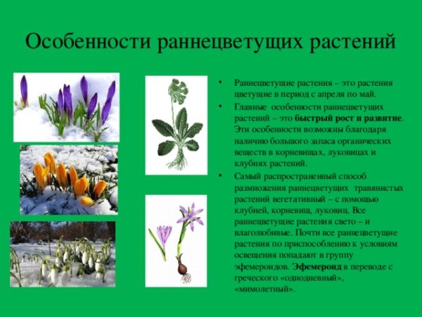 Раннецветущие растения Подснежник