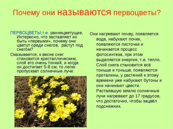 Ландыш раннецветущее растение