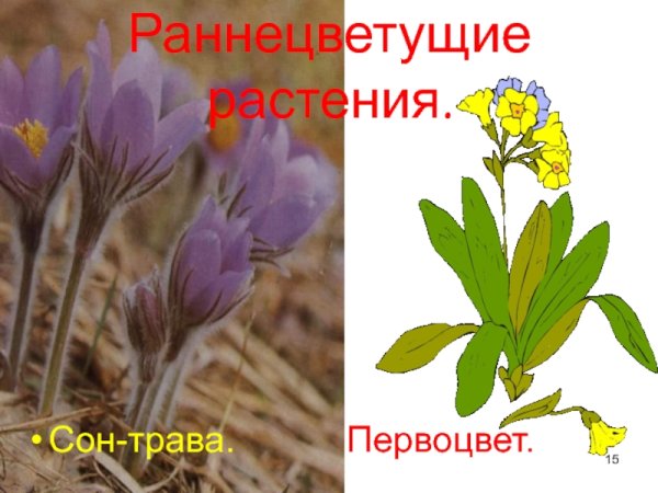Раннецветущие растения многолетние