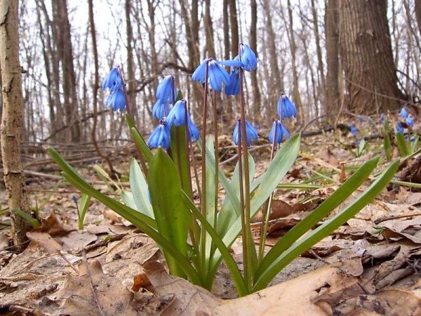 Раннецветущие декоративные цветы