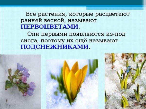 Белоцветник весенний