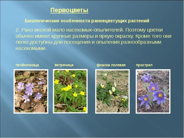 Раннецветущие растения 2 класс окружающий