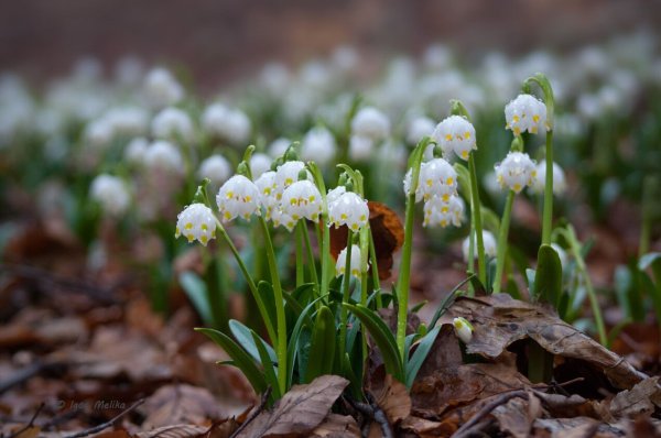 Первоцветы Ставрополья