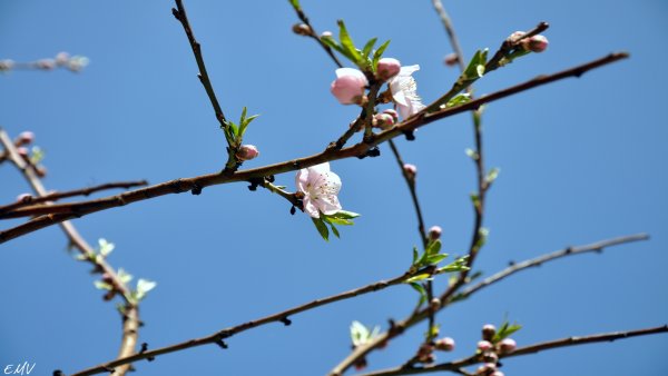 Весеннее настроение рисунок