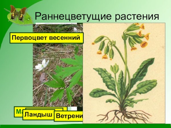 Первоцветы презентация