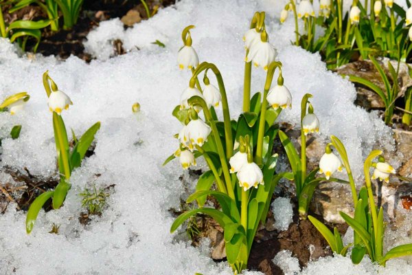 Мать-и-мачеха обыкновенная