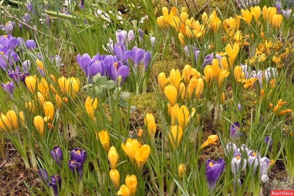 Мать – и – мачеха, Медуница, сон-трава