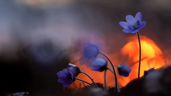 Спокойной весенней ночи