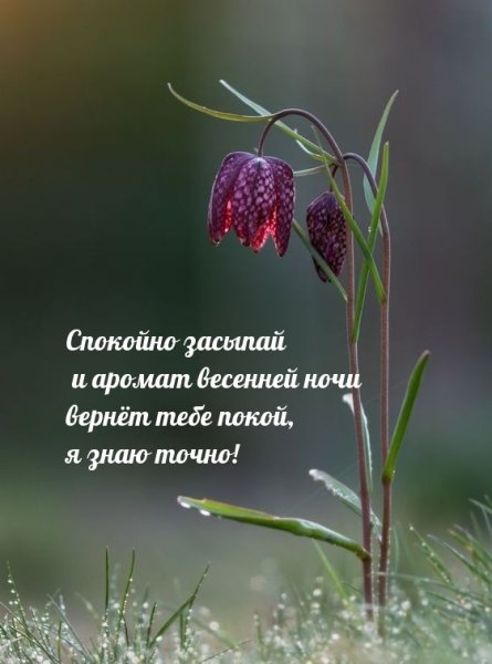 Спокойной весенней ночи