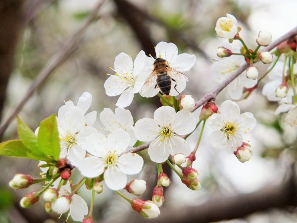 Весна Вдохновение