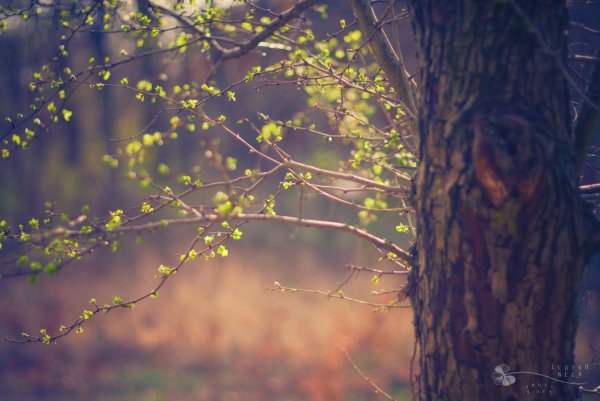 Лес Вдохновение