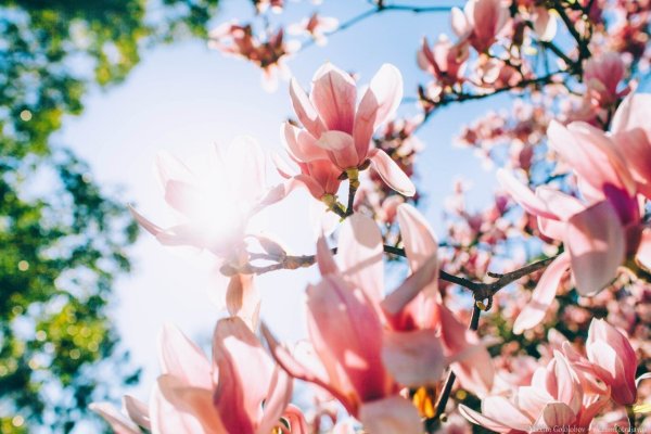 Весна в Сочи