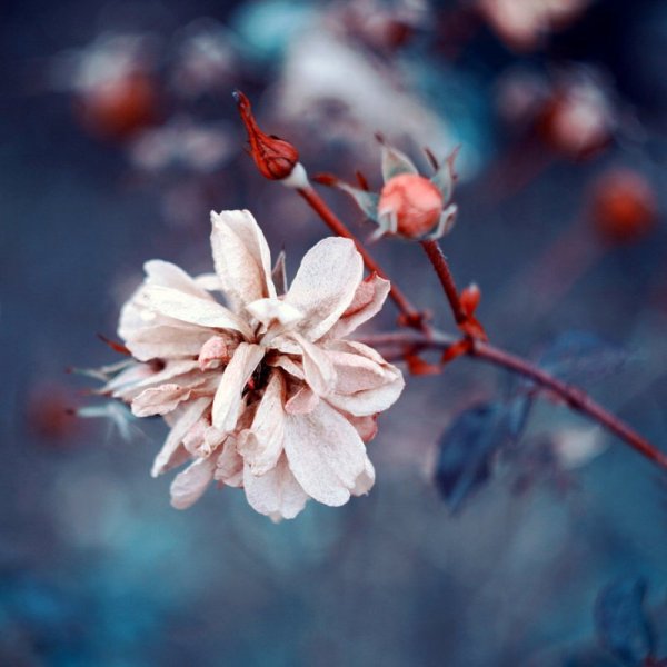 Лаванда куст