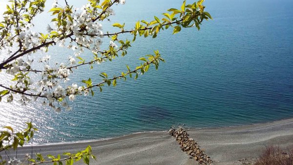 Рододендрон роза Хутор