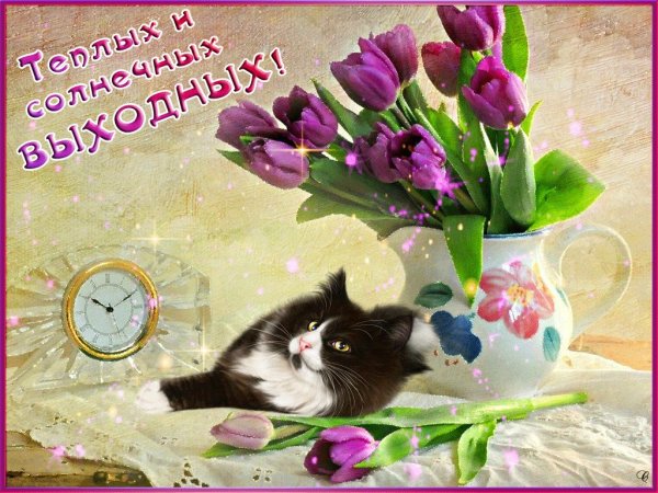 Красивые котята с пожеланиями