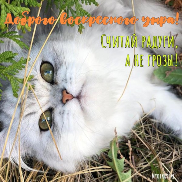 Прекрасного воскресного дня