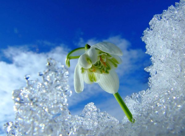 1 Марта Весна