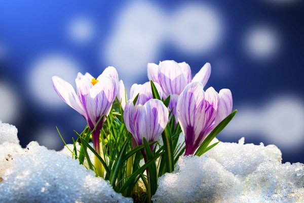 Наступила Весна