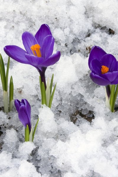 Чуть чуть и Весна