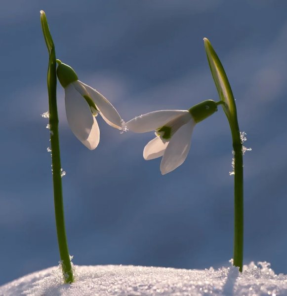 Девчонки с весной вас