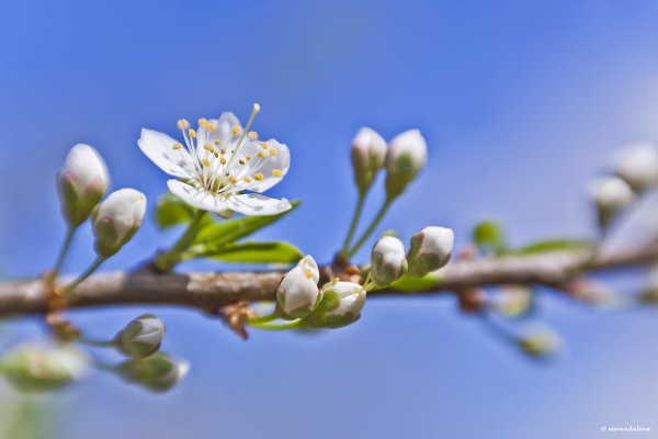 Цветы зимой