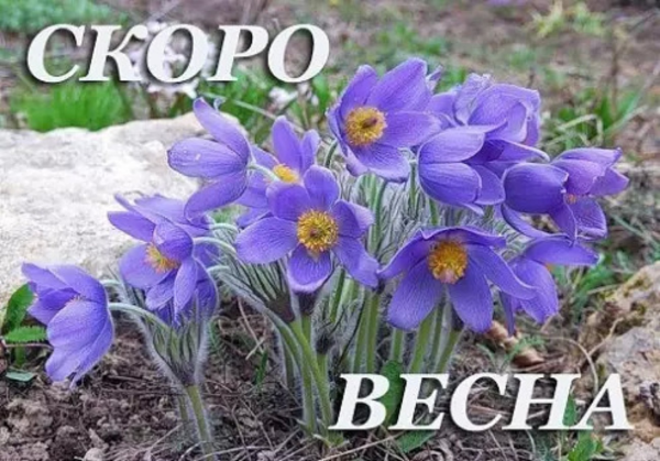 Доброй среды Весна