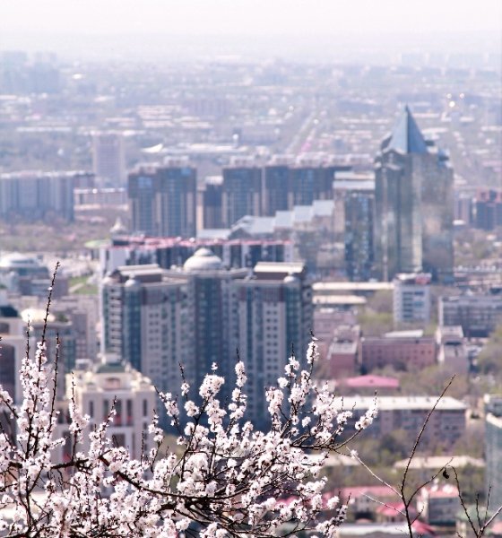 Цветение Весна Алматы