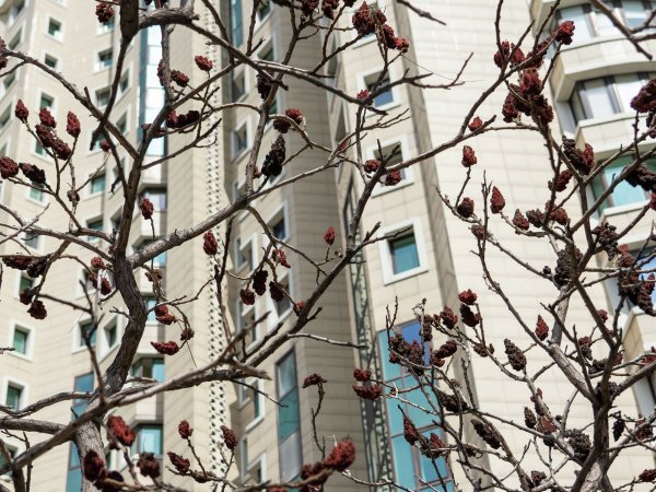 Алма Ата весной