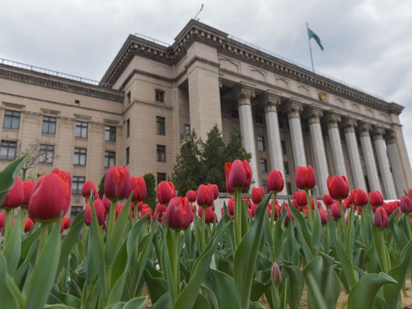 Маковые поля Алматы