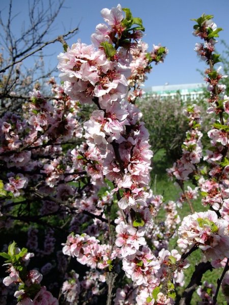 Алма Ата весной