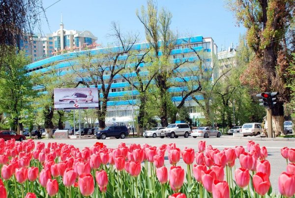 Тюльпановые поля в Алма Ате