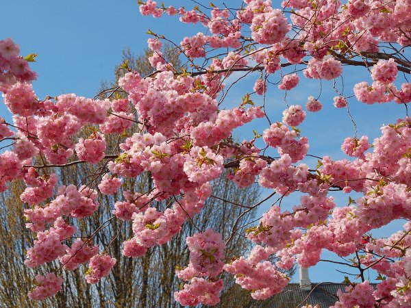 Улица Весна Алма Аты