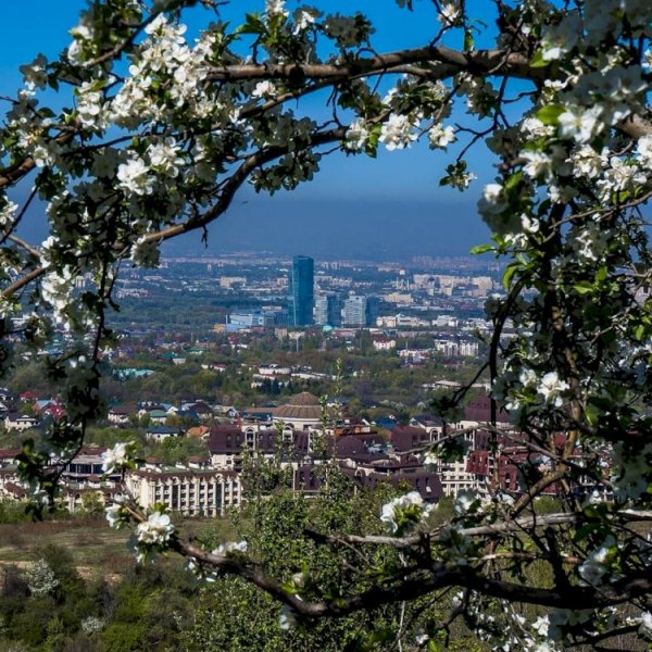 Яйлю яблоневые сады