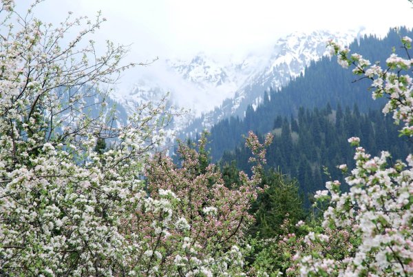 Тюльпановые поля в Алма Ате