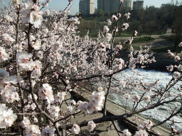 Киргизия горный Мак