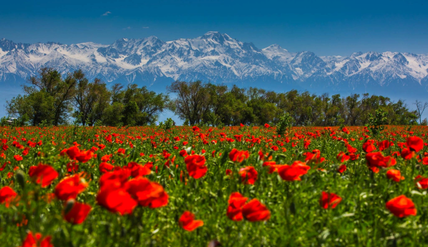 Предгорья Тянь Шань абрикосы в цвету