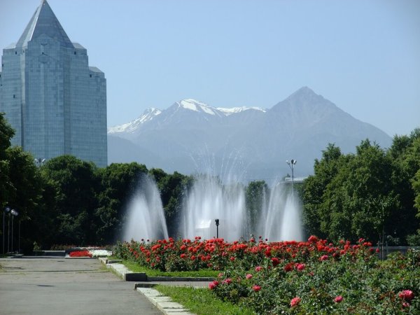 Тюльпановые поля в Алма Ате