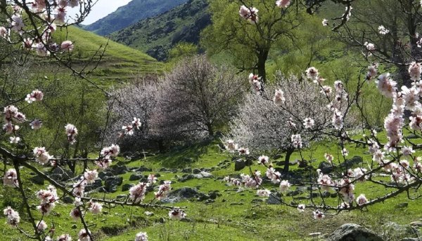 Алматы весной