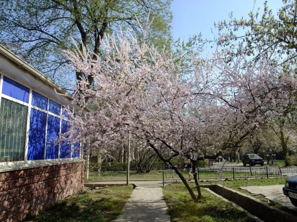 Озеленение Тула