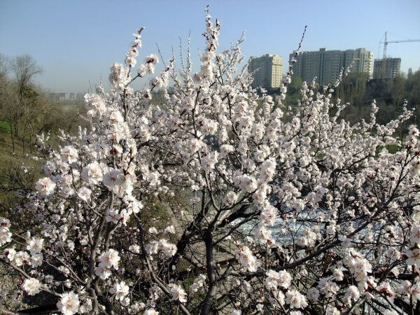 Алма-Ата хвойные