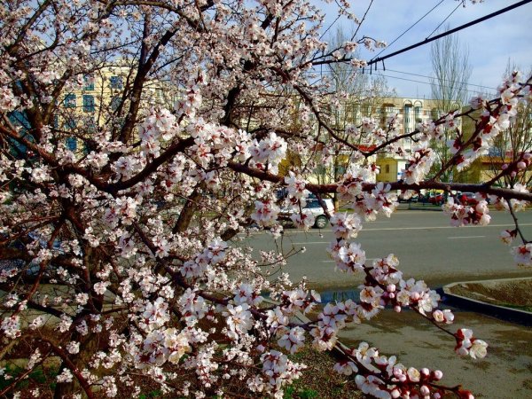 Предгорья Тянь Шань абрикосы в цвету