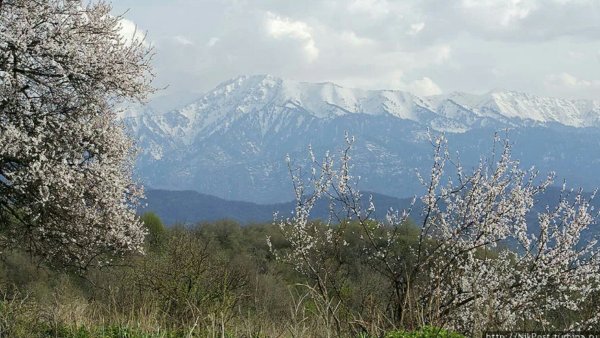 Весна Ванкувер Стэнли парк Сакура