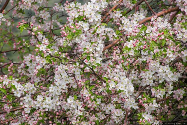 Яблоневые сады Алатау