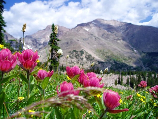 Черные тюльпаны Абхазия Альпийские Луга