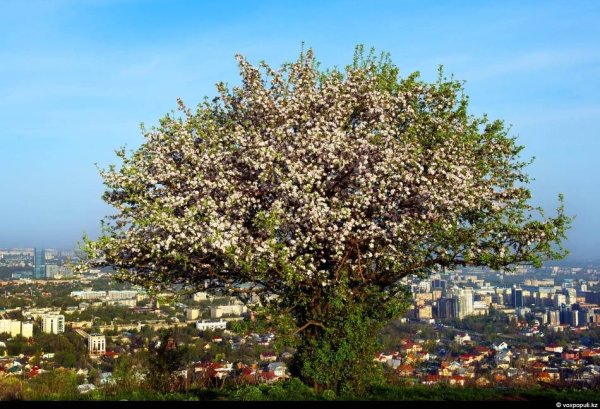 Тюльпановые поля в Казахстане