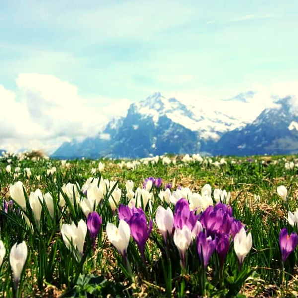 Апрель в парке