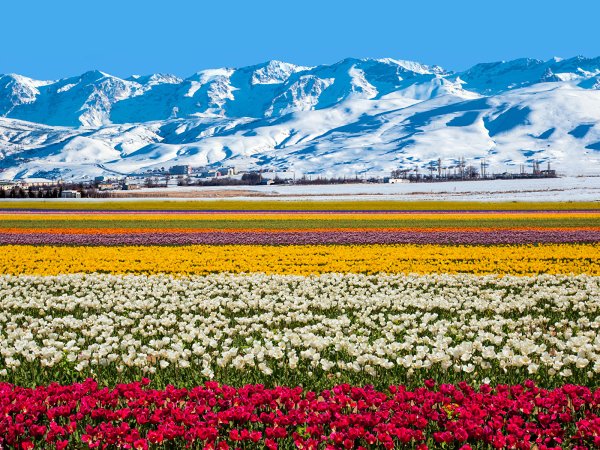 Альпийские Луга Заилийского Алатау