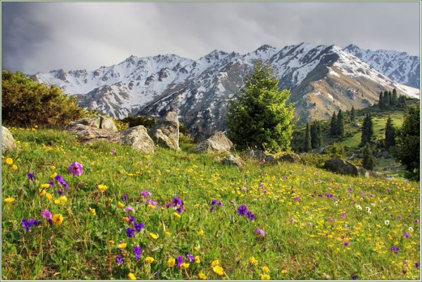 Чимган тюльпаны