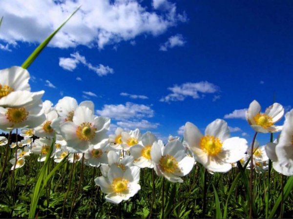 Тянь Шань Киргизия маки